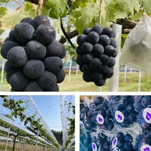 ピオーネ まつむら農園 個装箱入り 岡山県産 ピオーネ【約2kg 3～4房】【先行予約】