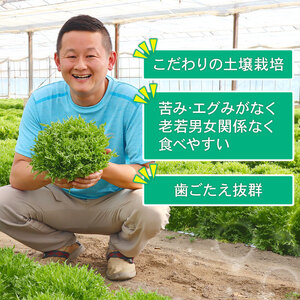 フリルレタス  10袋  約3kg  レタス  レタス  レタス  レタス  レタス  レタス
