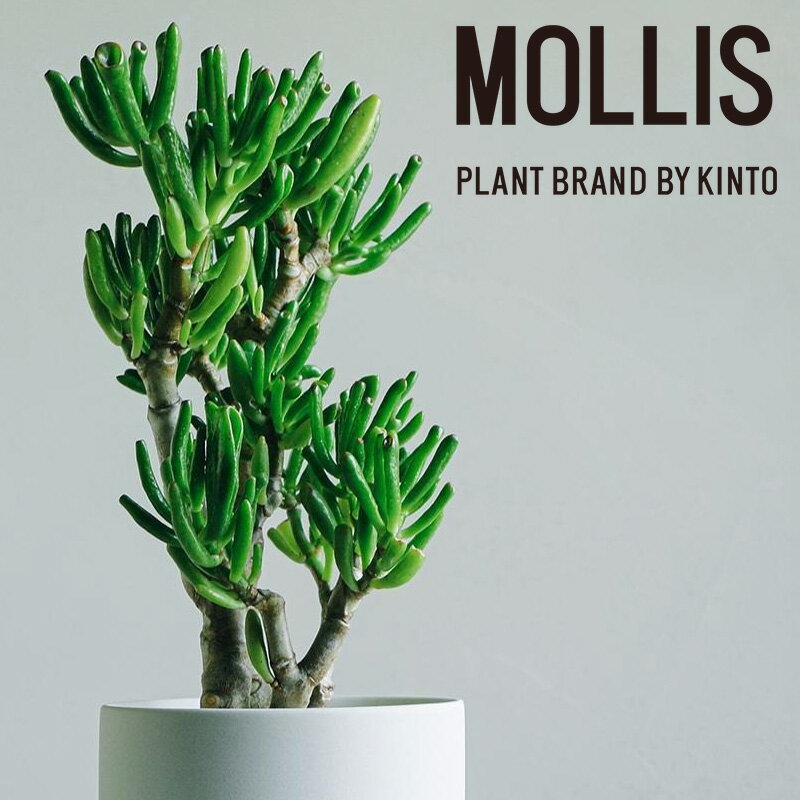 【ふるさと納税】 【 観葉植物 】MOLLIS 宇宙の木 多肉植物 グリーン インテリア KINTO