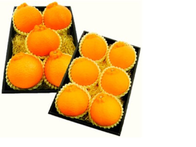 【2026年2月上旬以降順次発送】【定期便 2ヶ月】 西ヶ谷蜜柑農園 旬の柑橘 2種 【寿太郎みかん「恋蜜」・越冬 不知火（化粧箱入り）】 ミカン 柑橘 フルーツ 果実◆ルーツ 果実◆【離島・沖縄配送