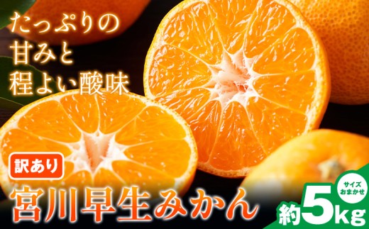 宮川早生みかん訳あり 約5kg (サイズいろいろ) うえやまファーム《2026年11月下旬-2027年1月上旬頃出荷》 和歌山県 日高川町 旬 新鮮 果物 柑橘 フルーツ 国産 送料無料 ミカン みかん