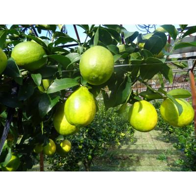 ふるさと納税 宇城市 先行予約 レモン 璃の香(りのか)3kg |  | 01