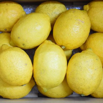 ふるさと納税 有田川町 【安心果実】和歌山有田産国産レモン約2kg(サイズ混合) |  | 01