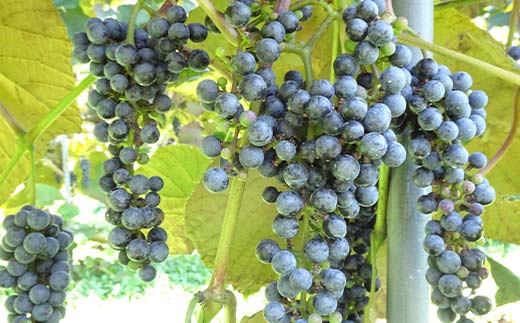 藤澤さんの三陸山田産山ぶどうジュース720ml×1本 フルーツジュース 葡萄 無添加 ビタミン ポリフェノール 鉄分 リンゴ酸 三陸山田 山田町 YD-1040