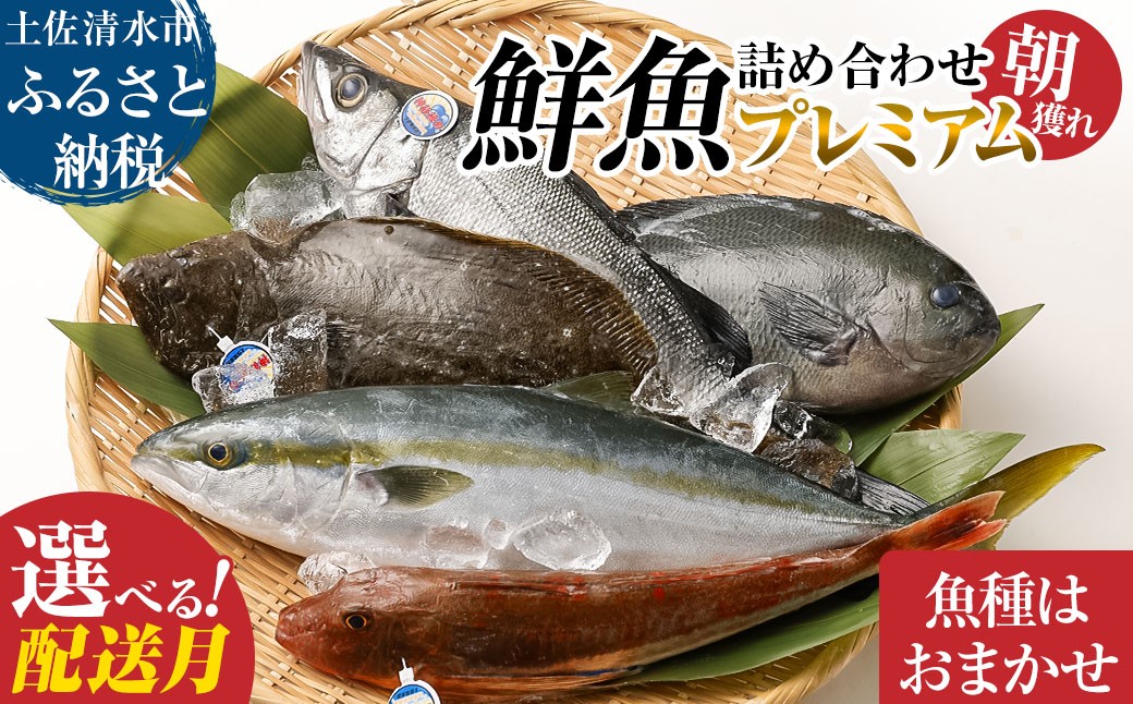 
                  旬の朝獲れ鮮魚詰め合わせ（プレミアム）配送月が選べる 鮮魚 ボックス 詰め合わせ ※着日指定不可【以布利定置網　漁師直送】朝獲れ 旬 魚介 海鮮 魚 さかな せんぎょ 鮮魚セット おまかせ お任せ【S00819】
                