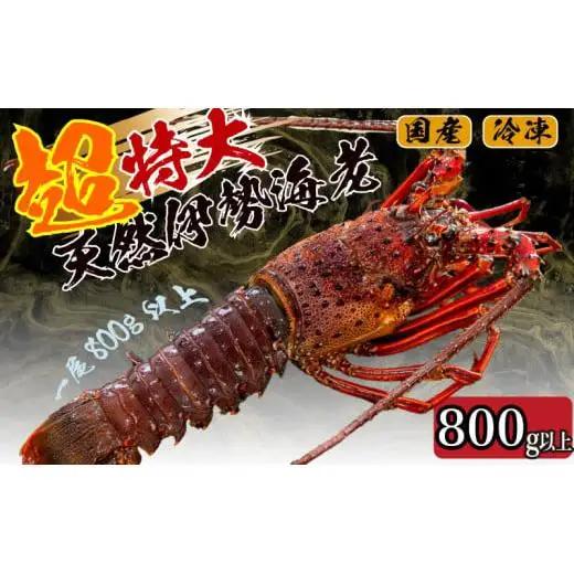 【 伊勢海老 】 超特大伊勢海老 800g以上 1尾