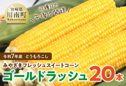 みやざきフレッシュスイートコーン 「ゴールドラッシュ」20本 【 新鮮 朝どれ 農家直送 トウモロコシ 産地直送 期間限定 数量限定 真空予冷 JA 】