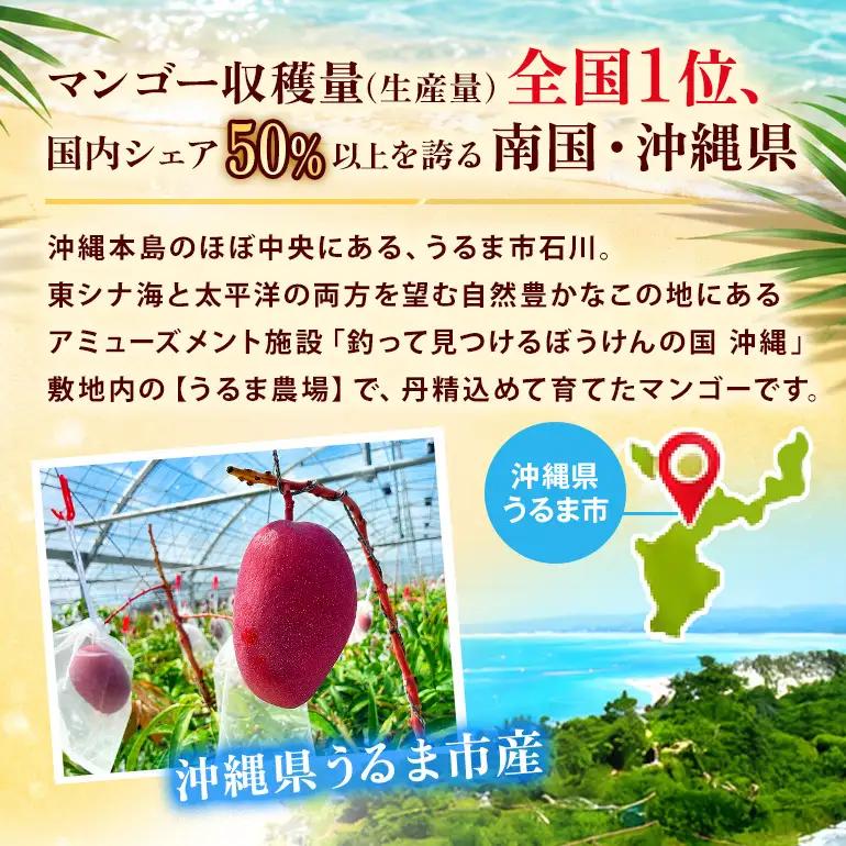 ぼうけんの国 宝石マンゴー 【優品】アーウィンマンゴー サファイアclass 約1kg ku01-005