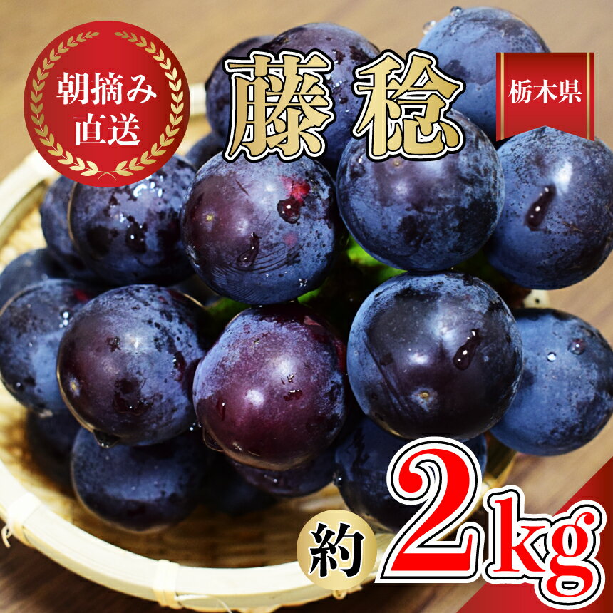 【ふるさと納税】楽天限定 ぶどう 藤稔 ｜朝摘み直送 栃木県産 ぶどう ブドウ フルーツ お取り寄せ デザート スイーツ 甘い 葡萄 グレープ ふじみのり 種なし 国産 真岡市 栃木県 限定 送料無料