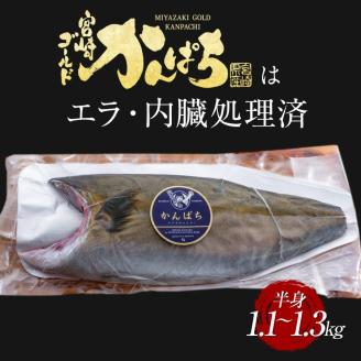 宮崎産 新海屋 鰤屋金太郎 宮崎ゴールドカンパチ フィレ 1.1kg～1.3kg 半身 1枚 冷凍 N018-ZB044_2