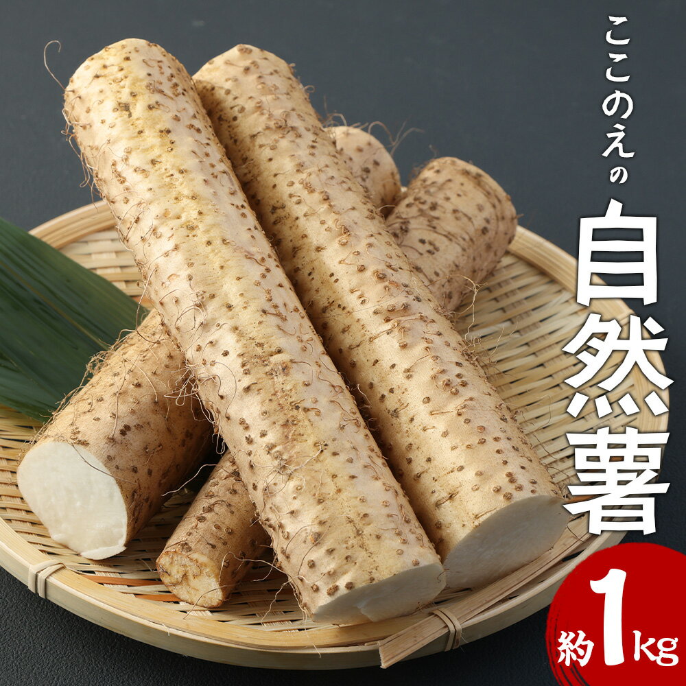 【ふるさと納税】ここのえの自然薯 約1kg 自然薯 じねんじょ ヤマノイモ 山芋 ヤマイモ やまいも 芋 いも 新鮮 滋養強壮 国産 九州産 大分県産 とろろ汁 とろろご飯 お好み焼き 天ぷら 味噌汁 冷蔵 送料無料【2025年12月上旬-2026年2月下旬まで順次発送予定】