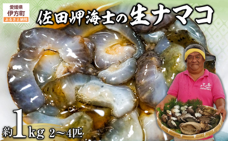 【先行予約】【数量限定】佐田岬海士の生ナマコ 約1kg（2～4匹）※北海道・東北地方・沖縄・離島への配送不可（2027年1月中旬頃より順次発送） IKTJ013