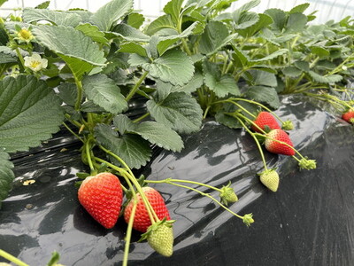 栃木県産いちご とちあいか 2パック入り（550g前後）｜果物 フルーツ 苺 イチゴ 朝採れ 新鮮 産地直送 栃木県 芳賀町 ※2025年12月下旬頃～2026年4月下旬頃に順次発送予定