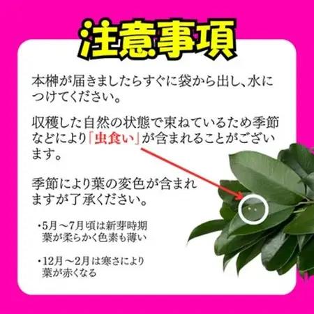 静岡県産磐田市　出世榊　本榊　純国産　さかき1対(2束)※1日交換に間に合うように配送【1702553】