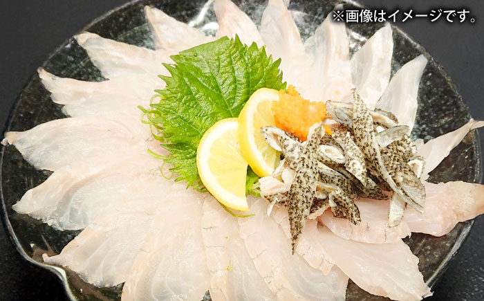 壱岐産　幻天然クエ　刺身・鍋加工　10kg～15kg《壱岐市》 【みやげ処 縁由】 [JBJ022]