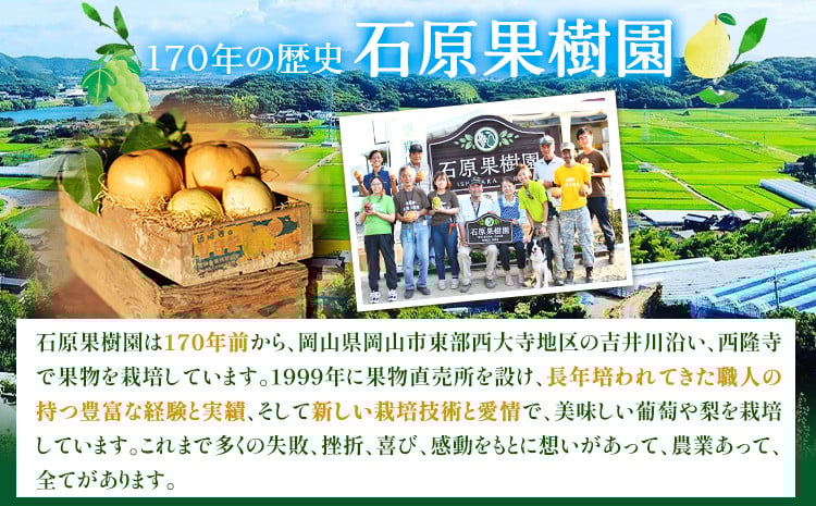 梨 あたご梨 1玉 約1.2kg 贈答箱入り 石原果樹園《2026年11月中旬-12月下旬頃出荷》岡山県 浅口市 フルーツ 果物 ギフト 贈り物 国産 岡山県産 送料無料---124_3324_11b