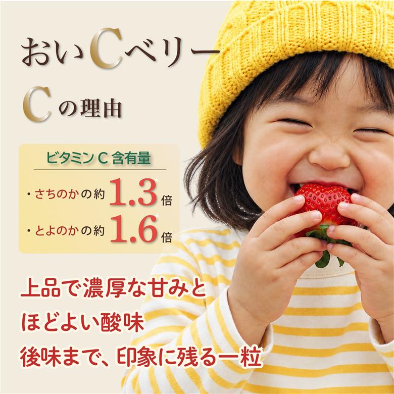 先行予約 いちご 苺 おいCベリー 贈答品 1パック：9～15粒 （2027年1月発送開始） | 紅ほっぺ 希少 新品種さちのか 高級 厳選 こだわり 贅沢 贈り物 ギフト プレゼント 限定 お取り寄
