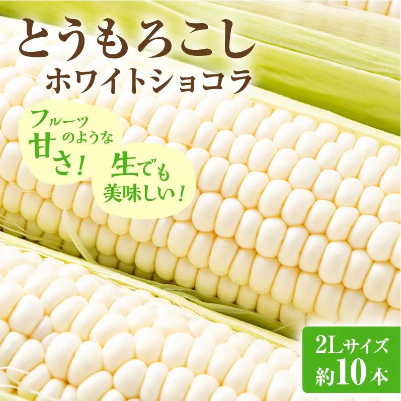 とうもろこし 富良野産 ホワイトショコラ 2L とうもろこし【約10本】【先行予約】
