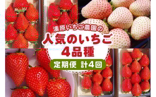 [先行予約] [4ヶ月連続定期便] 人気のいちご4品種お届け定期便 (毎月1品種お届け 計4回) 澳原いちご農園 | とちあいか とちおとめ スカイベリー ミルキーベリー いちご イチゴ 苺 フルーツ 果物 産地直送 栃木県産 期間限定 数量限定