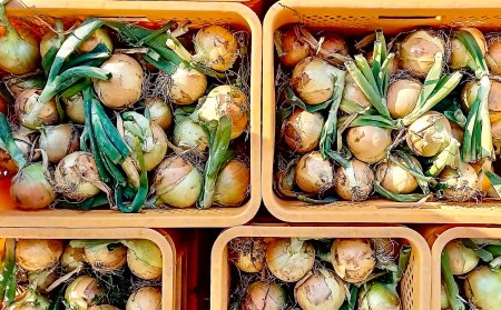 農家直送！【奈良農園】淡路島玉ねぎ ≪10kgサイズ色々≫