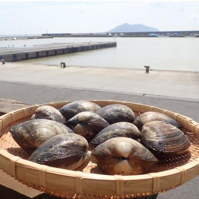 ふるさと納税 北斗市 北斗市産　殻付きほっきの詰合わせ