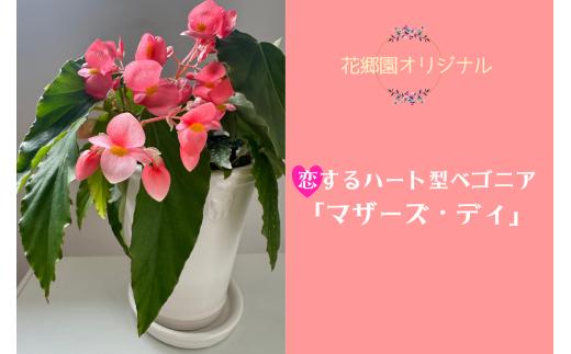 花郷園オリジナル　恋するハート型ベゴニア「マザーズ・ディ」　【花・フラワー・インテリア・屋内・屋外・ギフト・鉢植え・園芸・初心者】