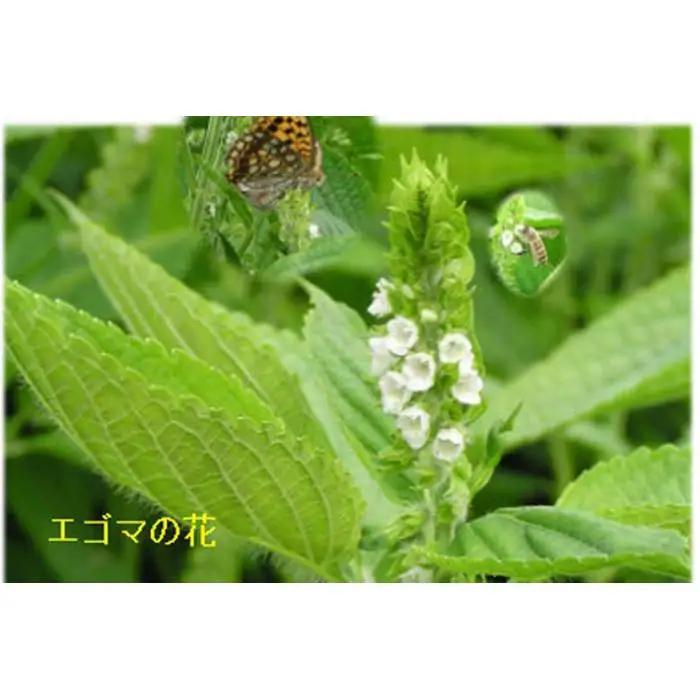 どん産エゴマ油150ml スリム丸瓶２本 別名「じゅうねん」10年長生き出来るかも！ | エゴマ油