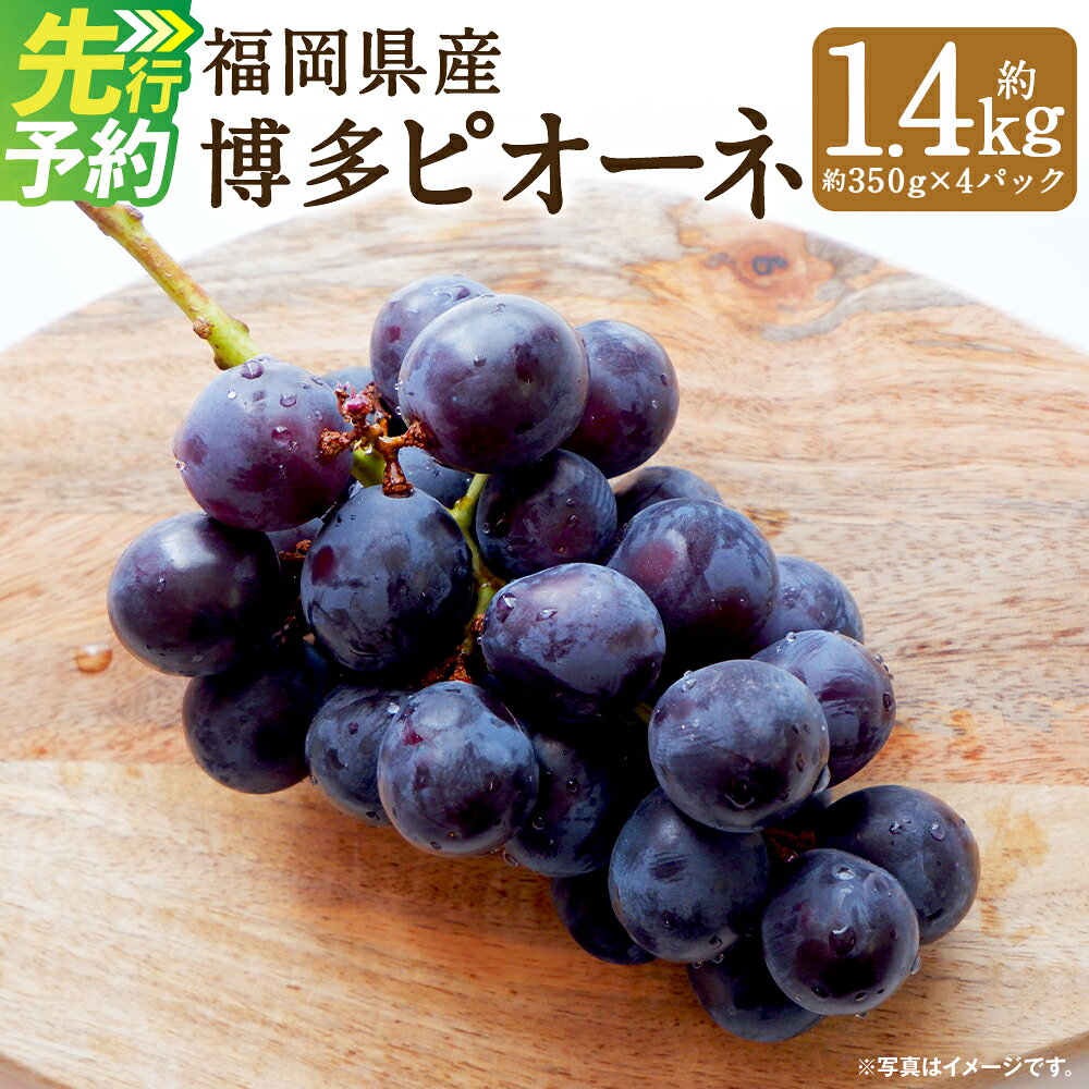 【ふるさと納税】福岡県産 博多ピオーネ 数量限定 合計約1.4kg 約350g×4パック ぶどう ピオーネ 種なし 産地直送 筑後市 果物 フルーツ 九州産 冷蔵 送料無料 【2027年7月下旬～8月下旬に順次発送予定】