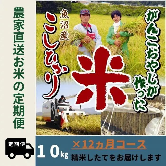 【令和７年】12か月定期便　がんこおやじが作った南魚沼産コシヒカリ白米１０kg（５kg×２袋） | 白米