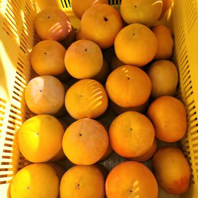 ふるさと納税 橋本市 【先行受付】和歌山県産　富有柿(贈答用)　2Lサイズ　3kg |  | 02