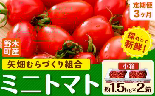 【先行予約】【3ヶ月定期便】ミニトマト 約1.5kg 2箱 小箱 栃木県 野木町産 矢畑むらづくり組合 《2025年10月上旬-2026年6月下旬頃出荷》栃木県 野木町 トマト ミニトマト 野菜 新鮮