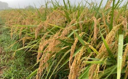 合鴨農法米あきたこまち　玄米5kg お米 あきたこまち 