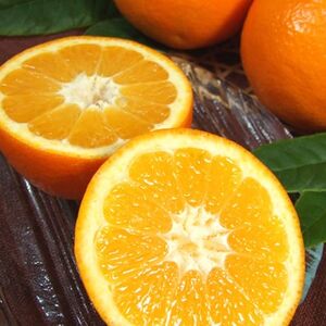 伊予柑(いよかん)[約5kg]和歌山県有田産春みかん (果実サイズおまかせ)【1223181】