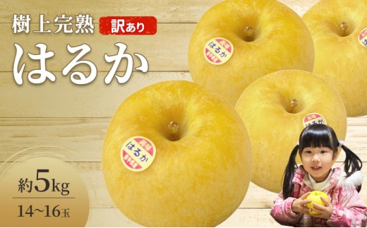 【訳あり】高級りんご はるか 約5kg（16玉）【2026年産・先行予約】2026年12月上旬より発送予定 樹上完熟りんご 林檎 リンゴ 訳あり はるか 国産 フルーツ 果物 希少 岩手県 盛岡市 minezaki002