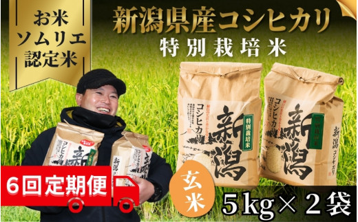 【先行予約】【令和8年産】〈6回定期便〉 【お米ソムリエのお米】 特別栽培米コシヒカリ 玄米 10kg（5kg×2袋） 新潟県 五泉市 エバーグリーン農場