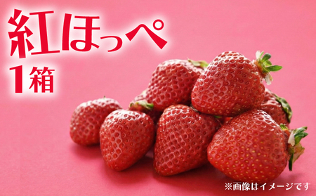 【 いちご 】 紅ほっぺ 1箱 計350g | イチゴ べにほっぺ 苺