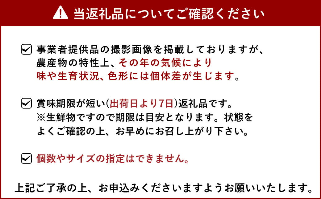 【2025年1月発送】糖度13度以上保証 ブランド苺「極幸乃香(きわみさちのか)」600g【園村苺園】