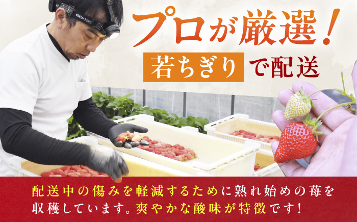 あまおうG等級 いちご イチゴ 苺 果物