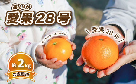 【12月中旬から発送】 愛果28号 (家庭用) 約2kg | 予約販売 みかん 柑橘 あいか 早期予約 蜜柑 みかん 愛媛県 松山市【SKE001】