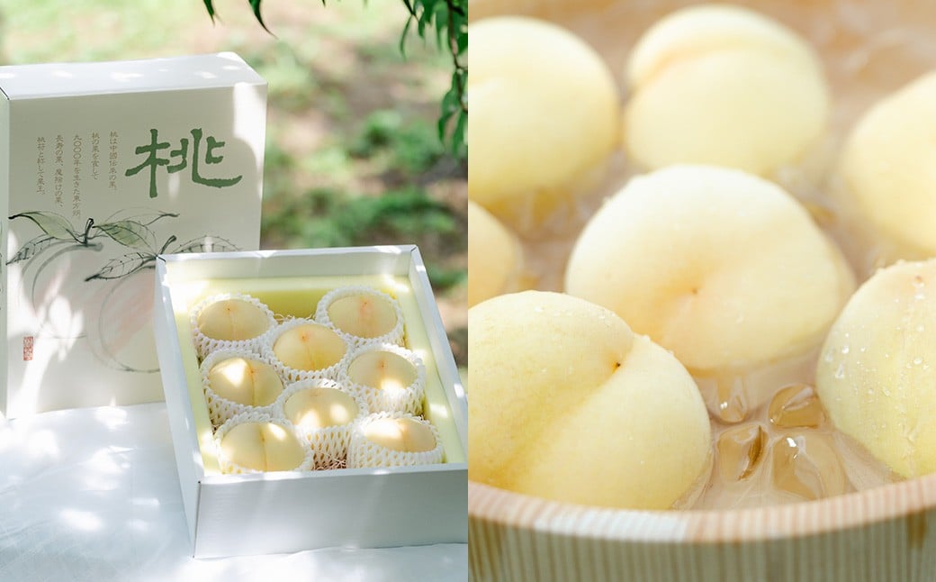 【2回定期便】岡山白桃（清水白桃orおかやま夢白桃）4～6玉（1.2kg以上） &シャインマスカット 2房（1kg以上）