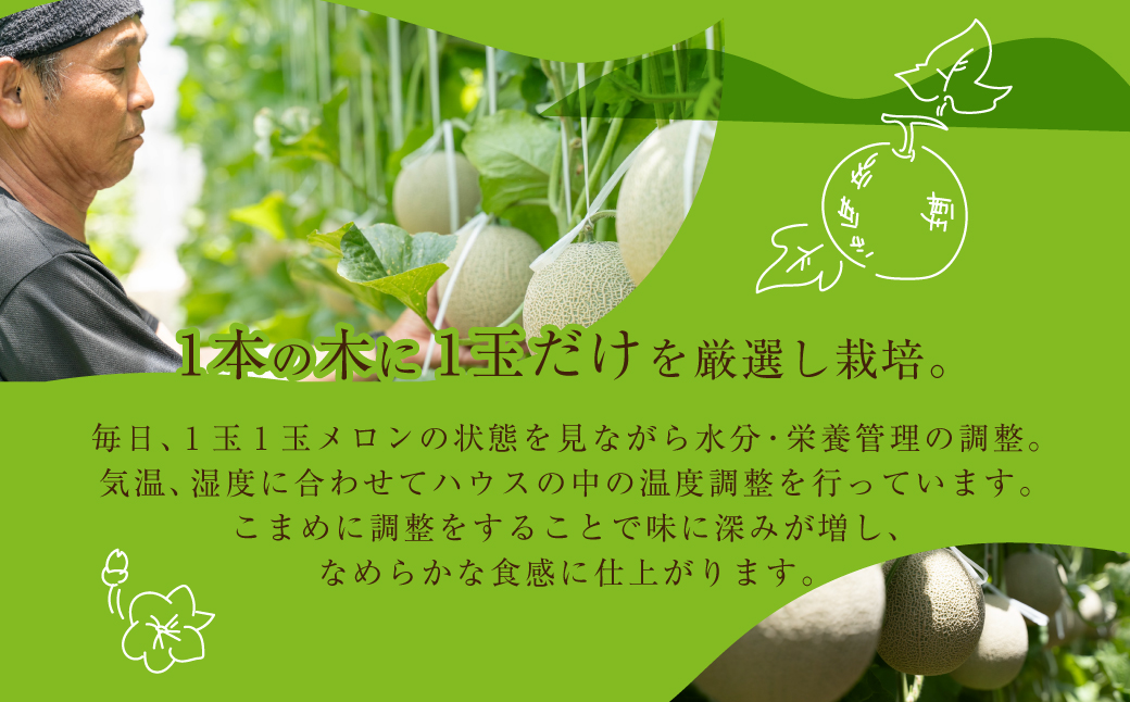 先行予約 数量限定 野菜ソムリエ推薦渥美半島伊良湖潮風育ちマスクメロン3玉大玉サイズ(5.5〜6キロ)カラーギフト箱入り 田原市 伊良湖産 ギフト プレゼント お取り寄せ 渥美半島 農家直送 送料無料