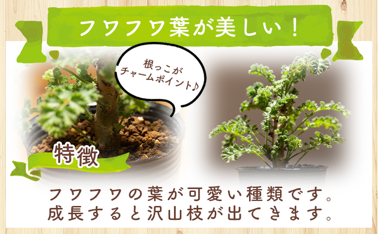 アルテルナンス ペラルゴニウム - 植物 インテリア ナチュラル 自然 グリーン 観葉植物 おしゃれ 癒し かわいい 多肉植物 塊根植物 サキュレントフィールド Succulent field 高知県