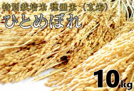 (1266)米　玄米　特別栽培米　穂垂米　「ひとめぼれ」　10kg　【令和7年産】