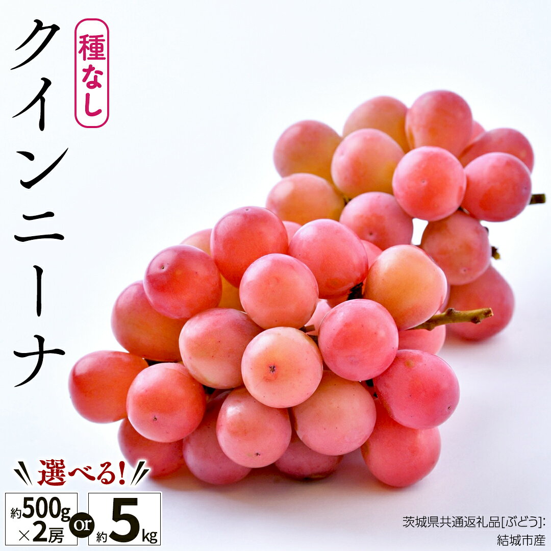【ふるさと納税】＼ 選べる房数 ／ クインニーナ 約500g×約2房 or 約5kg（約7〜10房）【2026年8月より発送開始】（茨城県共通返礼品 [ぶどう]：結城市産） ぶどう ブドウ 葡萄 果物 フルーツ 茨城県産