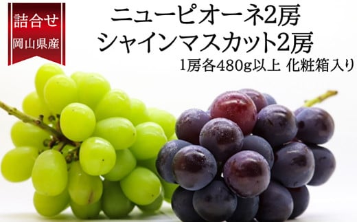 詰合 ／ ニューピオーネ 2房 ・ シャインマスカット 晴王 2房 （1房各480g以上） 化粧箱入り 【2025年9月上旬～10月上旬発送予定】 ／ 葡萄 ぶどう マスカット 果物 果実 フルーツ 種なし 詰め合わせ 詰合せ 岡山県 美咲町 冷蔵