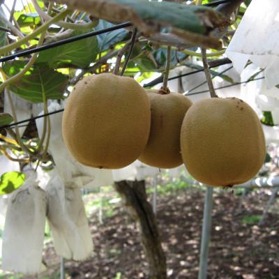 ふるさと納税 坂出市 さぬきゴールドキウイ約1.3kg化粧箱入り |  | 02