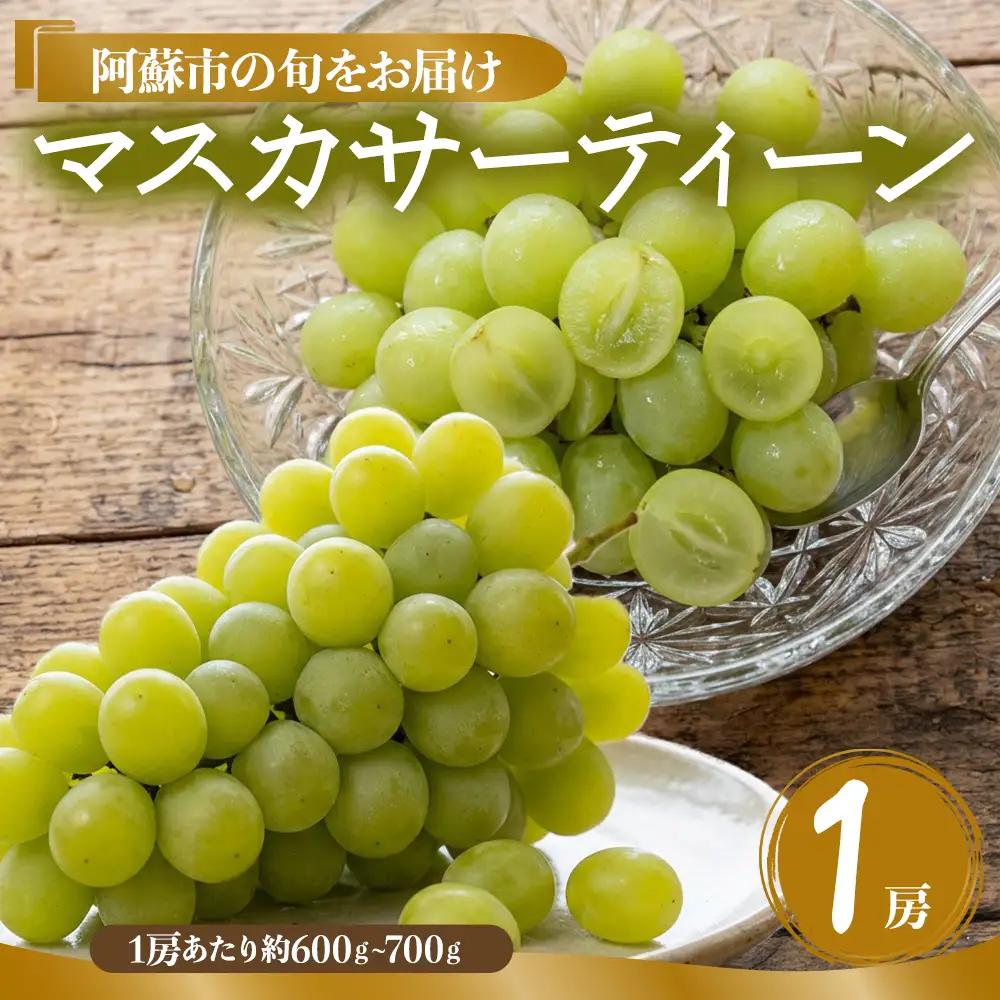 希少品種 マスカサーティーン 1房 約600g～約700g ぶどう 後藤ぶどう園 希少 新鮮 期間限定 皮ごとブドウ お取り寄せ おやつ 美味しい ジューシー みずみずしい 甘い サクサク 高級 豪華 熊本県 阿蘇市