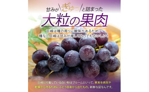 種なしぶどうの定番！