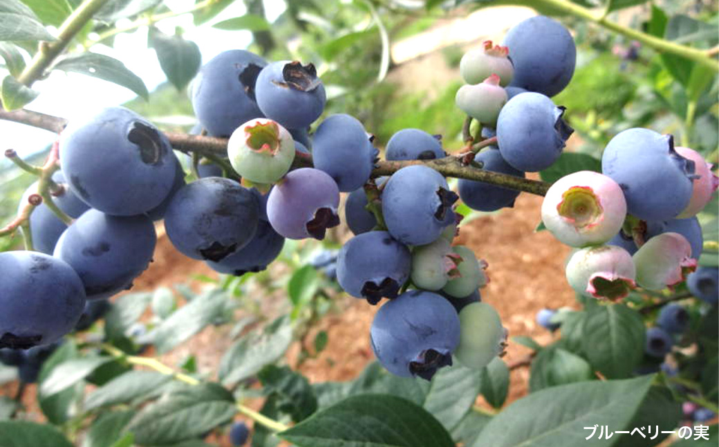 ブルーベリー葉茶1袋（2g×5個)×6袋　【福島県三春町　かおるブルーベリー園産使用】　【07521-0149】