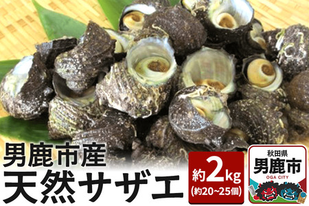 《7月下旬より出荷》男鹿産天然さざえ 約2kg (約20個～25個) サザエ 栄螺
